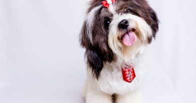 Hunddagis löser livspusslet för hundägare i Värmdö